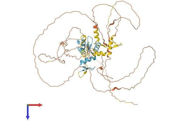 IKZF4 Protein (AA 1-586) (His tag)