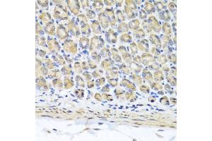 Immunohistochemistry of paraffin-embedded mouse stomach using STK3 antibody. (STK3 Antikörper)