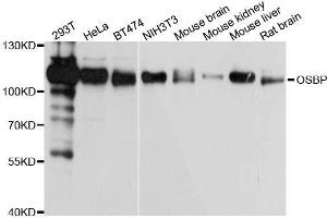 Western blot analysis of extracts of various cell lines, using OSBP antibody. (OSBP Antikörper  (AA 508-807))