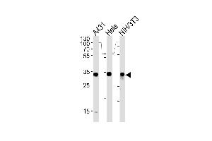 MDH2 Antibody (Center) (ABIN389448 and ABIN2839518) western blot analysis in A431,Hela and mouse NIH/3T3 cell line lysates (35 μg/lane). (MDH2 Antikörper  (AA 86-115))