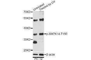 Western blot analysis of extracts of PC-12 cells, using Phospho-MAPK14-T180 antibody (ABIN5969910) at 1/2000 dilution. (MAPK14 Antikörper  (pThr180))