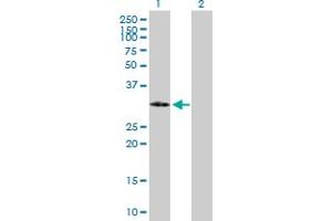 Western Blot analysis of IGFBP2 expression in transfected 293T cell line by IGFBP2 MaxPab polyclonal antibody. (IGFBP2 Antikörper  (AA 1-328))