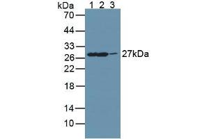 Figure. (GAMT Antikörper  (AA 2-236))