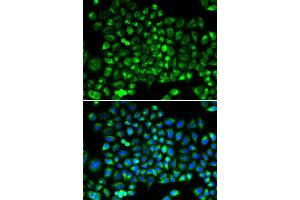 Immunofluorescence (IF) image for anti-Dynamin 1-Like (DNM1L) (AA 411-710) antibody (ABIN3023670) (Dynamin 1-Like Antikörper  (AA 411-710))