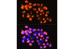 Immunofluorescence analysis of HeLa cells using EPB41L2 antibody (ABIN6131606, ABIN6140199, ABIN6140200 and ABIN6224888) at dilution of 1:100. (EPB41L2 Antikörper  (AA 1-210))