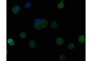 Immunofluorescence staining of MCF-7 cells with ABIN7164243 at 1:50, counter-stained with DAPI. (PSG9 Antikörper  (AA 241-426))