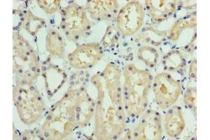 Immunohistochemistry of paraffin-embedded human kidney tissue using ABIN7148289 at dilution of 1:100 (COLEC11 Antikörper  (AA 26-271))