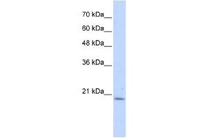 Western Blotting (WB) image for anti-Prefoldin Subunit 6 (PFDN6) antibody (ABIN2459526) (PFDN6 Antikörper)