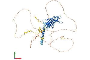 Protein Structure (PS) image for RAB11 Family Interacting Protein 2 (Class I) (RAB11FIP2) (AA 1-512) protein (His tag) (ABIN7555163)