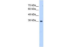 LOC339879 antibody used at 2. (ALG1L6P Antikörper  (C-Term))