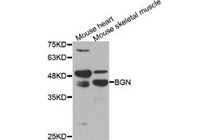 Western blot analysis of extracts of mouse heart and moues skeletal muscle cell lines, using BGN antibody. (Biglycan Antikörper)