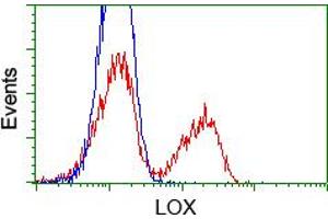 HEK293T cells transfected with either pCMV6-ENTRY LOX (RC213323) (Red) or empty vector control plasmid (Blue) were immunostained with anti-LOX mouse monoclonal (ABIN2453264), and then analyzed by flow cytometry. (LOX Antikörper  (AA 22-168))