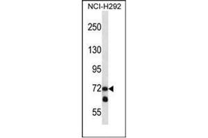 Western blot analysis of LOXL3 Antibody (C-term) in NCI-H292 cell line lysates (35ug/lane). (LOXL3 Antikörper  (C-Term))