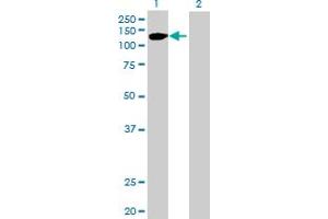 Western Blot analysis of FGFR2 expression in transfected 293T cell line by FGFR2 MaxPab polyclonal antibody. (FGFR2 Antikörper  (AA 1-821))