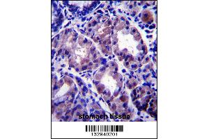 APOOL Antibody immunohistochemistry analysis in formalin fixed and paraffin embedded human stomach tissue followed by peroxidase conjugation of the secondary antibody and DAB staining. (APOOL Antikörper  (C-Term))