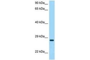 Image no. 1 for anti-Tetraspanin 26 (TSPAN26) (AA 91-140) antibody (ABIN6748407) (CD37 Antikörper  (AA 91-140))