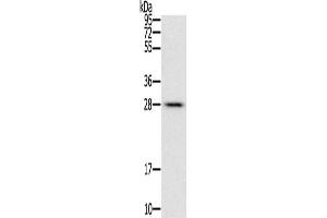 Gel: 12 % SDS-PAGE, Lysate: 40 μg, Lane: Mouse liver tissue, Primary antibody: ABIN7129446(FAM89B Antibody) at dilution 1/400, Secondary antibody: Goat anti rabbit IgG at 1/8000 dilution, Exposure time: 10 seconds (FAM89B Antikörper)