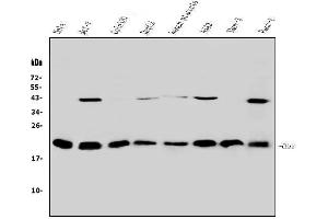 Western blot analysis of HP1 gamma using anti-HP1 gamma antibody (ABIN5693033). (CBX3 Antikörper  (AA 2-183))