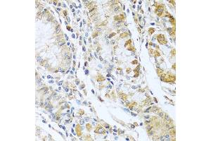 Immunohistochemistry of paraffin-embedded human stomach using RN antibody  at dilution of 1:100 (40x lens). (RNASE13 Antikörper  (AA 1-156))