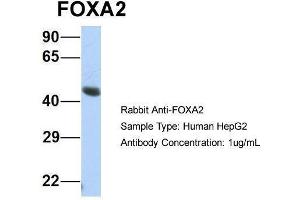 Host:  Rabbit  Target Name:  FOXA2  Sample Type:  Human HepG2  Antibody Dilution:  1. (FOXA2 Antikörper  (Middle Region))