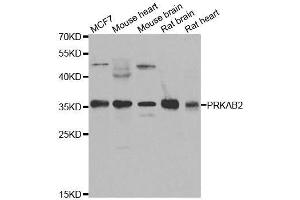 Western blot analysis of extracts of various cell lines, using PRKAB2 antibody. (PRKAB2 Antikörper  (AA 1-272))