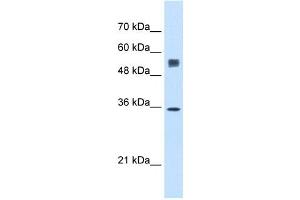 SSR1 antibody used at 0. (SSR1 Antikörper)
