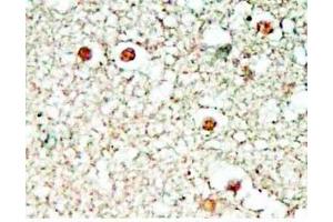 Human brain tissue was stained by Rabbit Anti-NPS (1-10) Antibody (NPS Antikörper  (AA 1-10))