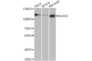 Western blot analysis of extracts of various cell lines, using BCAS3 antibody. (BCAS3 Antikörper  (AA 674-913))