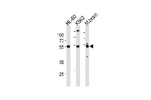 PTGER4 Antibody (Center) (ABIN1881704 and ABIN2843394) western blot analysis in HL-60,K562 cell line and mouse brain lysates (35 μg/lane). (PTGER4 Antikörper  (AA 242-269))