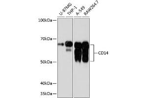 Western blot analysis of extracts of various cell lines, using CD14 antibody (ABIN7266167) at 1:1000 dilution. (CD14 Antikörper)