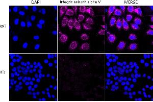 Immunocytochemical staining of HeLa cells using Integrin subunit alpha V antibody (ABIN7800944), 1:1,000), Top panel: wild-type (WT), Bottom panal: Integrin subunit alpha V shRNA knockdown (KD).