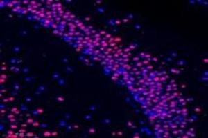 Immunofluorescent analysis of paraformaldehyde-fixed mouse substantia nigra using RanBP16 (ABIN7073901) at dilution of 1: 600 (Exportin 7 Antikörper)