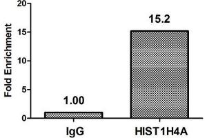 Chromatin Immunoprecipitation Hela (4*10 6 ) were treated with Micrococcal Nuclease, sonicated, and immunoprecipitated with 8 μg anti-HIST1H4A (ABIN7139199) or a control normal rabbit IgG. (HIST1H4A Antikörper  (acLys8))