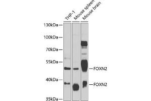 Western blot analysis of extracts of various cell lines, using FOXN2 antibody (ABIN6132006, ABIN6140751, ABIN6140752 and ABIN6223004) at 1:1000 dilution. (FOXN2 Antikörper  (AA 172-431))