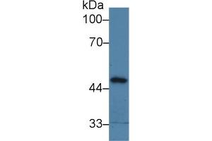 Detection of PPM1A in Porcine Liver lysate using Polyclonal Antibody to Protein Phosphatase, Mg2+/Mn2+ Dependent 1A (PPM1A) (PPM1A Antikörper  (AA 2-382))