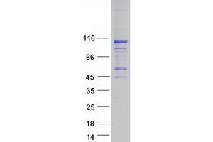Validation with Western Blot (AARS2 Protein (Myc-DYKDDDDK Tag))