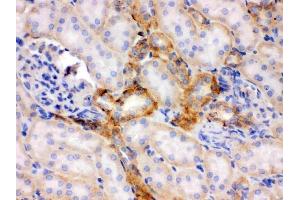 IHC analysis of Flotillin 2 using anti-Flotillin 2 antibody (ABIN3042393). (Flotillin 2 Antikörper  (AA 169-344))