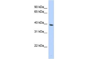 WB Suggested Anti-SPON2 Antibody Titration: 0. (SPON2 Antikörper  (N-Term))