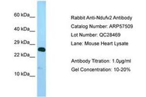 Image no. 1 for anti-NADH Dehydrogenase (Ubiquinone) Flavoprotein 2, 24kDa (NDUFV2) (AA 32-81) antibody (ABIN6749939) (NDUFV2 Antikörper  (AA 32-81))