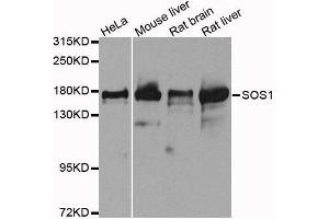 Western blot analysis of extracts of various cell lines, using SOS1 antibody. (SOS1 Antikörper  (AA 1034-1333))