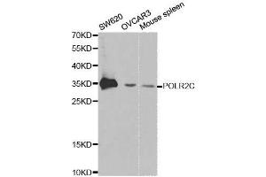 Western blot analysis of extracts of various cell lines, using POLR2C antibody. (POLR2C Antikörper  (AA 1-275))