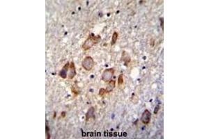 ANKRD34B Antibody (C-term) immunohistochemistry analysis in formalin fixed and paraffin embedded human brain tissue followed by peroxidase conjugation of the secondary antibody and DAB staining. (ANKRD34B Antikörper  (C-Term))