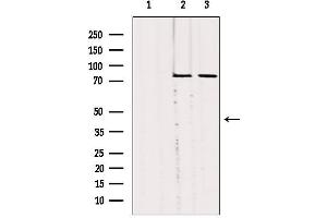 Western blot analysis of extracts from various samples, using SLC27A5 Antibody. (SLC27A5 Antikörper  (Internal Region))