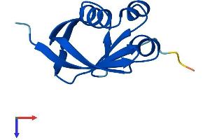 MOCS2 Protein (AA 1-88) (Fc Tag)