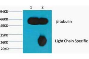 Immunoprecipitation (IP) analysis: 1) Input: Mouse Brain Tissue Lysate. (TUBB Antikörper)