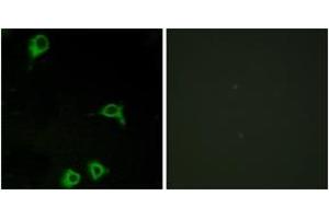 Immunofluorescence analysis of COS7 cells, using EMR2 Antibody. (EMR2 Antikörper  (AA 765-814))