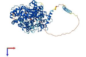 ECEL1 Protein (AA 1-775) (His tag)