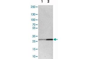 Western blot analysis of cell lysates with BPGM polyclonal antibody  at 1:250-1:500 dilution. (BPGM Antikörper)