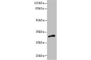 Western blot All lanes: DHRS12 antibody at 1. (DHRS12 Antikörper  (AA 1-271))