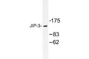 Image no. 1 for anti-Mitogen-Activated Protein Kinase 8 Interacting Protein 3 (MAPK8IP3) antibody (ABIN317721)